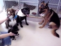 Cruz, Bear, Ragan and Eno