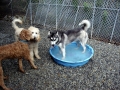 Now he's hogging the pool