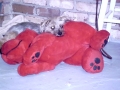Tugger sleeping with Clifford