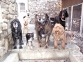 Midnight, Cheyenne, Gertie, Duke, Bella, Thistle, Henry and Bitzy saying Feed Us