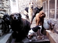 Midnight, Cheyenne, Gertie, Trixie, Duke, Thistle, Henry and Bitzy