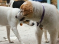 Brady and Tawny saying hello