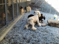 Millie, Penny, Thistle, Zoe & Lucy